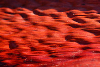 Jubaea chilensis Jubaea chilensis